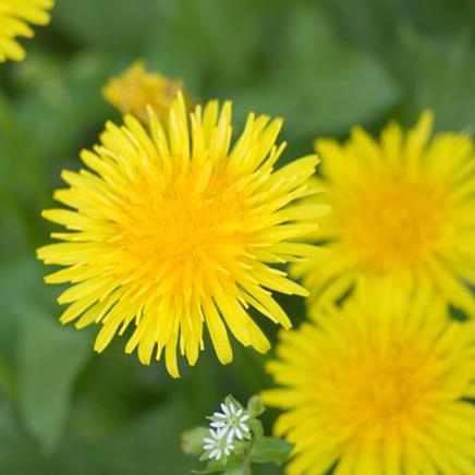 Natural active Dandelion